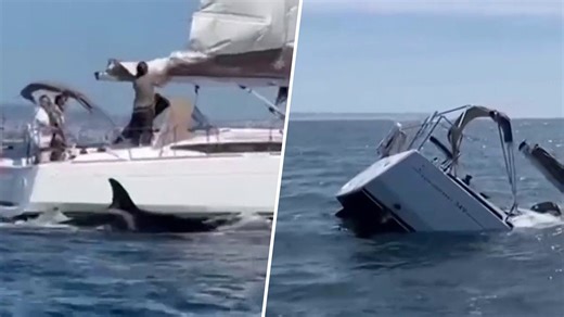 Caught on Camera: Pod of Orcas Ram Boats, Sinking 1