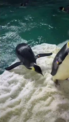 Emperor Penguin's Dramatic Return to Land: A First-Person View