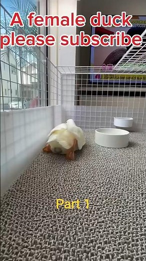 The Science of Female Duck Egg Laying