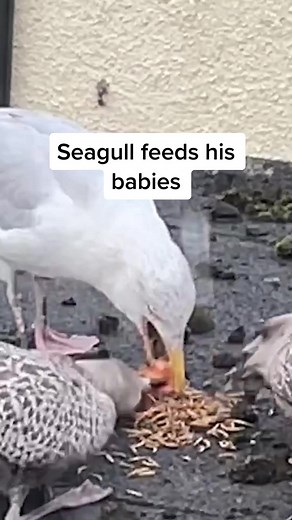 Feeding My Pet Seagull - Trust Building for 110 Days