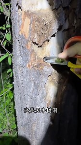 這些奇特有趣的洞穴，你都知道哪些可以挖嗎？#科普 #揭秘 #洞穴 #漲知識 | 周周探索