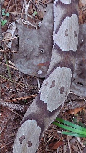 Identifying Copperheads 🐍