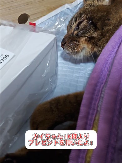 カイちゃんへのプレゼントがカイちゃんの大好きなものばかりで本当にありがとうございました🙇#フォローお願いします #再投稿お願いします #かわいい猫 #カイちゃん #ねこ動画