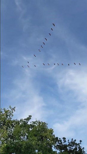 Geese flying in V formation 🪿🦆