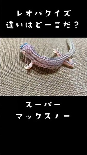 違いわかる？ #レオパ #マックスノー #スーパーマックスノー #ギャラクシー