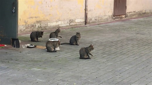 Cats harmonizing in Russia.