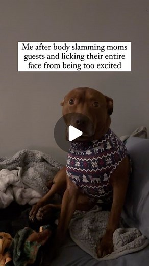 Diana A. | Pet Influencer + Content Creator on Instagram: "He says sorry to anyone who was a victim of his body slams Sweater by @toothandhoney code wildly10 to save #bullybreed #pitbullmix #pitbulllovers #bullylove #cutedogs"