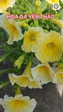 Petunia plant