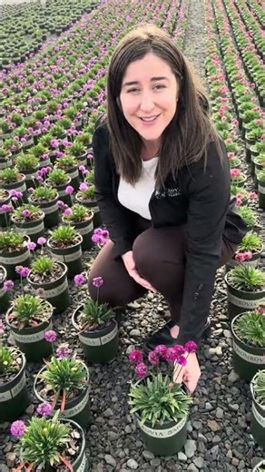 Frost-to-Frost Color: Dreameria™ Armeria Delivers