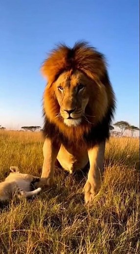 Male lion swipes playful cub and instantly gets punished by angry lioness