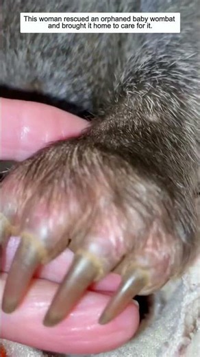 This woman rescued an orphaned baby wombat and brought it home to care for it.
