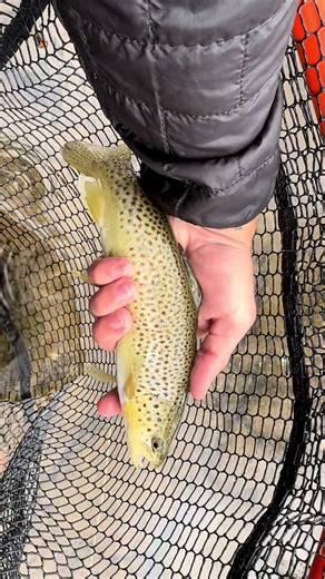 Exploring Brown Trout Fishing Techniques