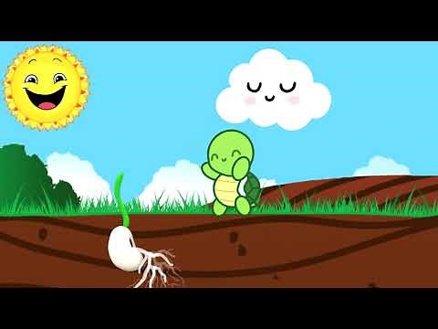 Cuento "La Semillita dormida"