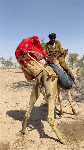 فتاة تحاول إصلاح أنبوب ماء مكسور فوق جمل واقف لكنها تفشل وتسقط على الرمال