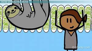 Spirogyra | Characteristics & Locomotion - Video | Study.com