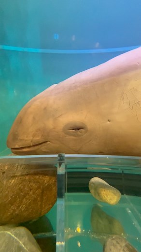 ✨🐬 ¡Conoce a la vaquita marina! 🐬✨En el pabellón nacional de biodiversidad en CDMX puedes observar una vaquita marina real. Siendo un ejemplar macho juvenil que fue obtenido en los 1900's. Actualmente esta especie se encuentra en peligro de extinción y con menos de 10 individuos en libertad.📍 Ve a verla, aprende por qué está en peligro y cómo podemos ayudar a protegerla. #Vaquitamarina #pabellonuniversidad | Biólogos De Nacimiento