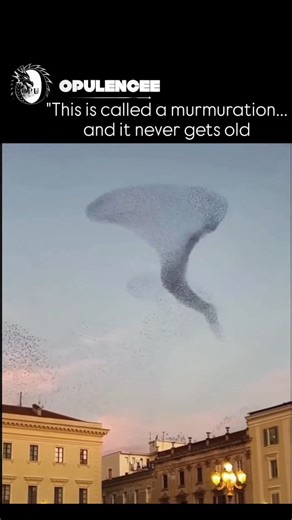 opulencee on Instagram: "Murmuration is a spectacular natural phenomenon where hundreds or even thousands of birds—most commonly starlings—fly together in tightly coordinated, swirling patterns across the sky. ✨What happens in a murmuration? 🔹Birds move as a single, flowing cloud, constantly changing shape 🔹Each bird adjusts its flight based on the nearest 6–7 birds, not the whole flock 🔹No leader is involved—the movement emerges from simple local rules 🕊Why do birds murmurate? 🔸Protection 