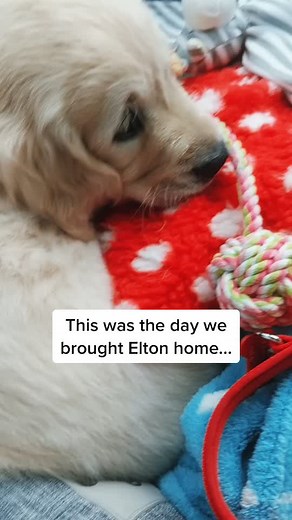 Elton The Golden Retriever on TikTok