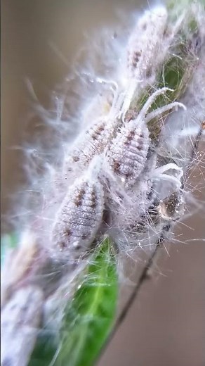 The Quick Guide to Getting Rid of Mealybugs! [DIY Pest Control]