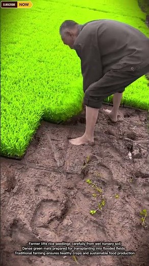 Smart Manual Rice Seedling Harvesting Process From Nursery Field By Farmer