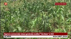 17 reactions | Nigeria to commercially release genetically modified "Tela Maize" in 2024 | AIT Online | Facebook