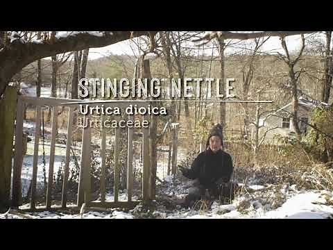 Digging STINGING NETTLE ROOT: Learn to ID and Harvest