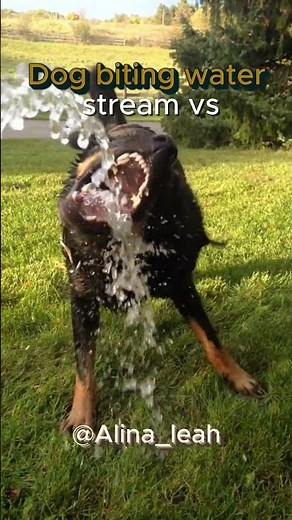 Dog biting streams of water vs this one #shorts