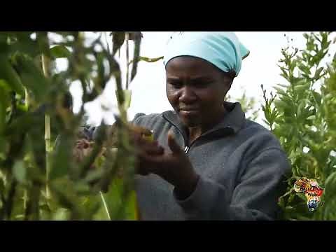 Les défis de l’agriculture en Afrique