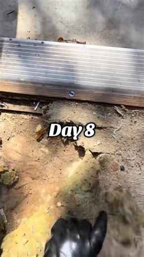 Madison Lovelle on Instagram: "Day 8 of digging out of my childhood home. Not the day I had initially planned for, but progress was still made. I can’t thank you all enough for joining me on this journey! #hoarder #hoardingcleanup #hoarding #extremeclean"