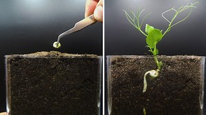 Growing pea time lapse