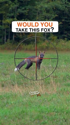 Would You Take This Fox? #hunting #wildlife #fox #awesome #canada