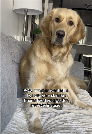 Golden Retriever's Hilarious Reaction to Sheet Masks