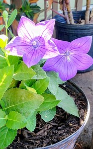 23K views · 527 reactions | This Respiratory Herb Doesn’t Just Break Up Mucus… It Induces Cancer Cell Death | The Weeds and Seeds Guy | Facebook