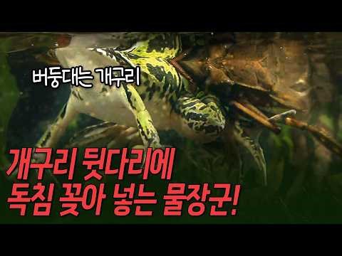 Giant Water Beetle Hunting a Struggling Frog! [Environmental Special - 2008 Year of the Earth Spe...