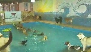 Pool time! #happytailsresort | Happy Tails