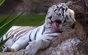 动物高清原声 Stunning Animals in 4K - Animals Around The World With Real Nature Sounds