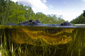 Louisiana's Alligator-Infested Rivers: Why The Sabine River Is an Alligator Haven