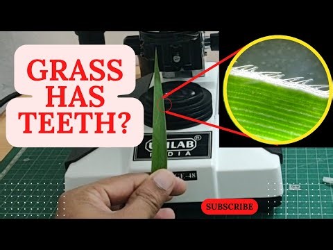 Grass Has Teeth?! Grass Edge Under Microscope