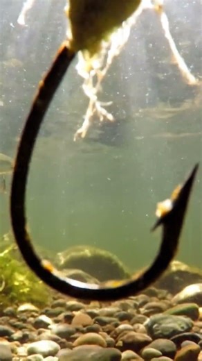 To idealny poradnik dla początkujących wędkarzy #wędkarstwo #poradnik