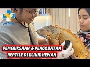 Pengobatan Reptile Di Klinik Hewan Vet Time Kelapa Gading