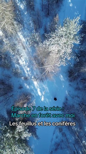 Épisode 7 de la série : marche en forêt avec moi Sujet : les feuillus et les conifères 🌲 #3RDurable #environnement #Biodiversité #conifères #feuillus