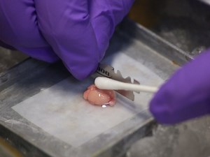 Direct-current Stimulation and Multi-electrode Array Recording of Seizure-like Activity in Mice Brain Slice Preparation