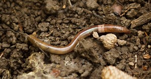 The Crazy Snake Worm Invasion You Haven’t Heard About