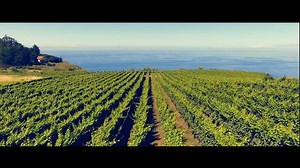 803 reactions · 838 shares | Madeira Wine Festival  From 27th of august to 10th of september | Visit Madeira | Facebook