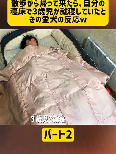 散歩から帰って来たら、自分の寝床で３歳児が就寝していたときの愛犬の反応w#イヌ #どうぶつ奇想天外 #盲導犬 #アニマリング #パンダ #animal #videoviraltiktok #japan #foryoupage❤️❤️ #fyp