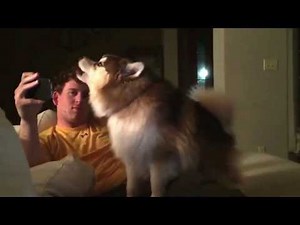 Oakley the Pomsky howling