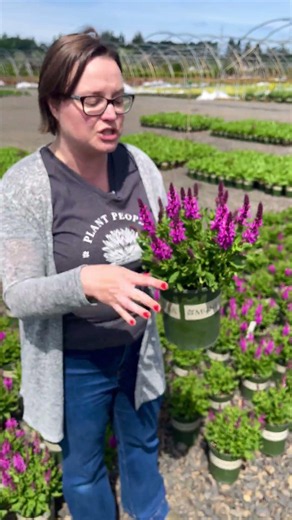 Noble Princess™ Meadow Sage 💜 Pollinator Color That Lasts All Summer