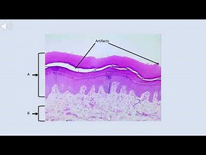Narrated Histology Practice Quiz
