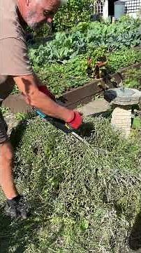 "Prune Lavender the Right Way 🌿Grow Bigger, Fuller, Healthier Plants Next Year!" #diygarden #garden