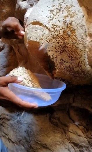 عسل الزهزر خلية عسل بوطويق عسل الجبال